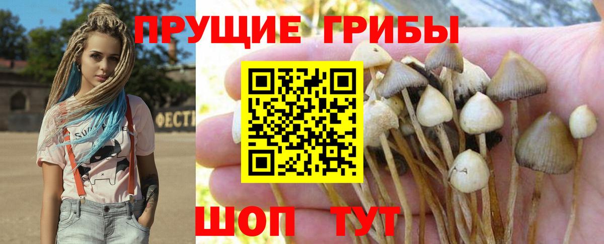 Псилоцибиновые грибы Psilocybine cubensis Жигулёвск